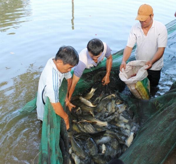 Hướng dẫn sử dụng đậu tằm trong nuôi trồng thủy sản