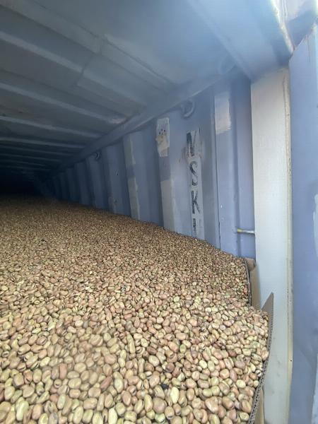 Quy trình sản xuất đậu tằm chất lượng cao